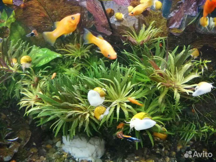 Аквариумные растения