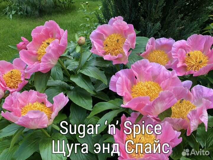 Пионы: жёлтые и другие