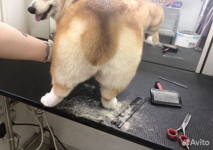 Груминг собак