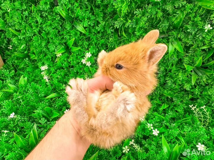 Карликовый кролик декоративный