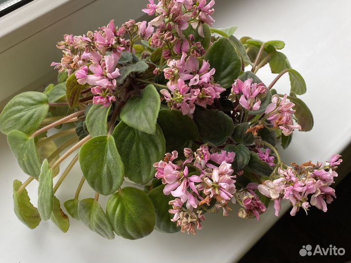 Фиалка трейлерные