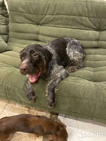 Оставили в электричке.собака в дар в добрые руки