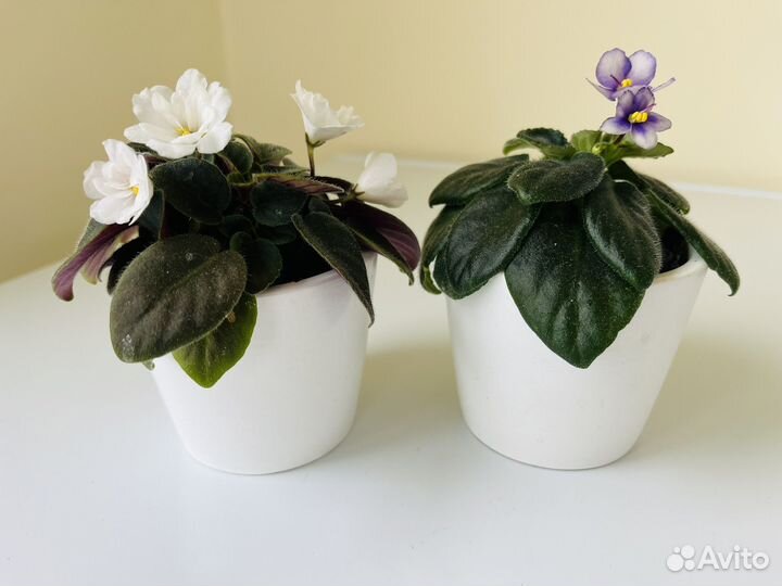 Мини фиалки в горшочках