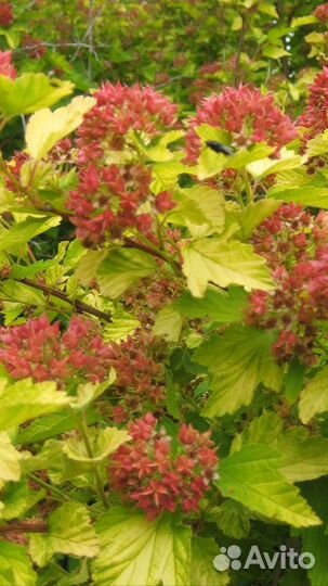 Пузыреплодник, 3-летние саженцы