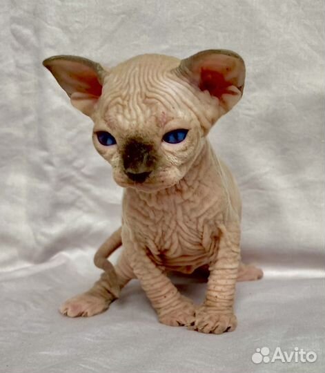 Великолепный мальчик