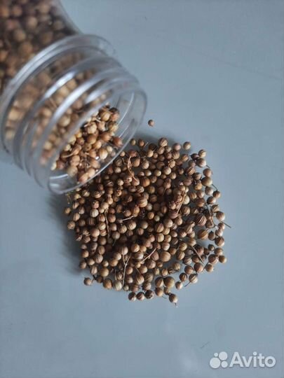 Семена кориандра