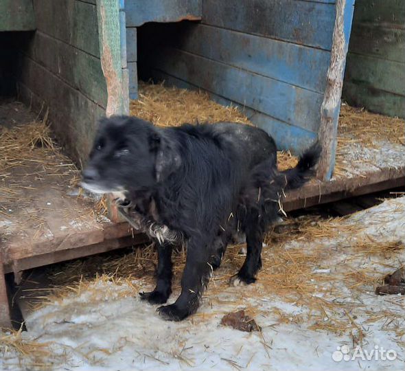 Собачка приюта