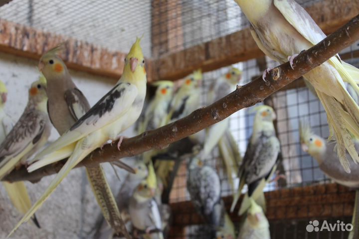 Попугаи корелла