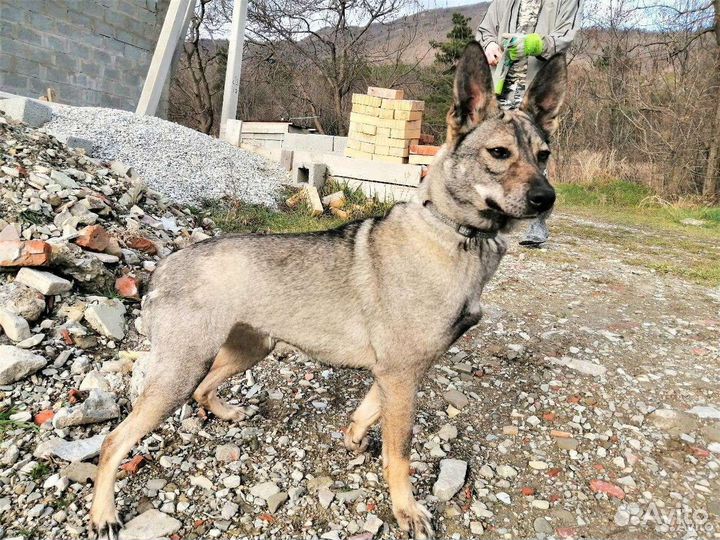 Собака в добрые руки