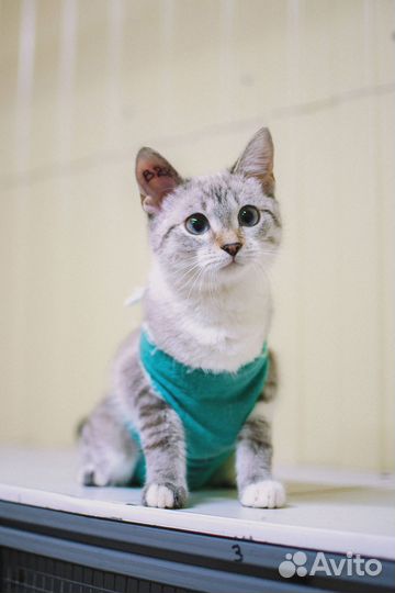 Отдам бесплатно кошку