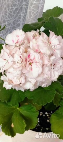 Пеларгонии сортовые