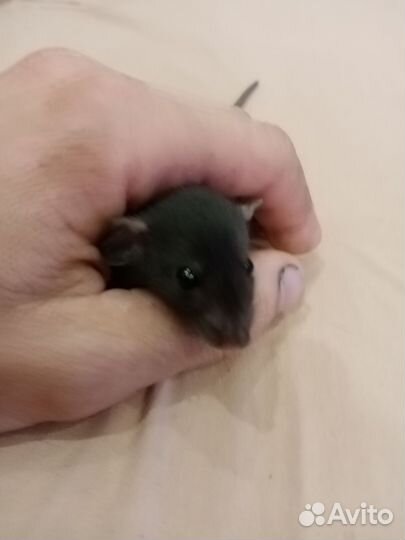 Крысята дамбо