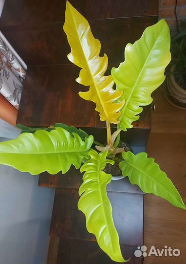 Филодендрон Golden Saw (Гольден Сав)