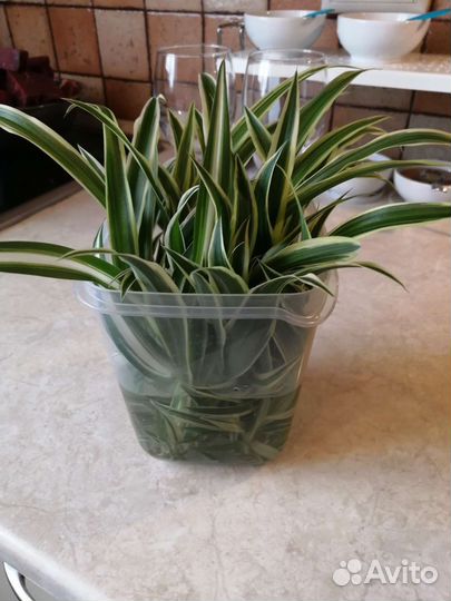 Хлорофитум