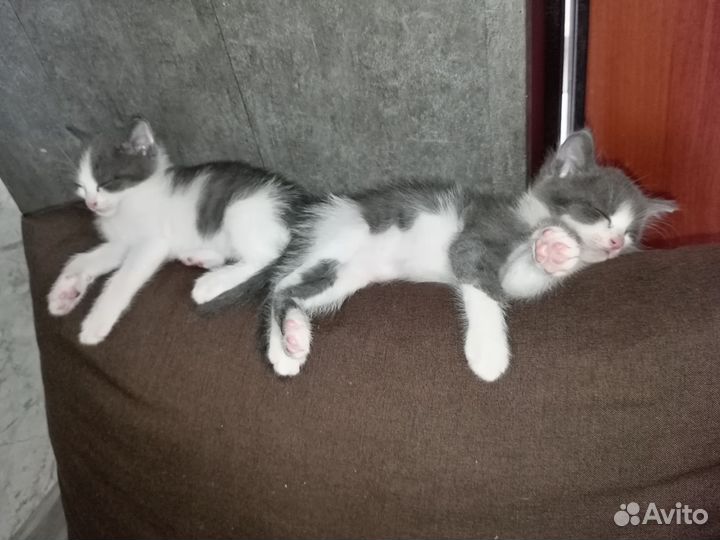 Котята