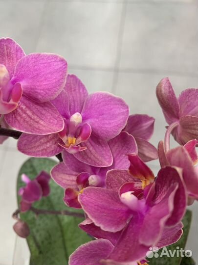 Орхидея с фото парфюмерная Диффьюжн