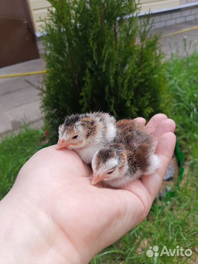 Инкубационное яйцо цесарки