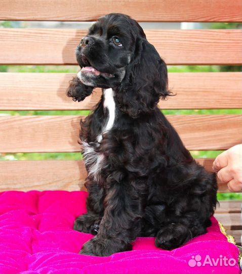 Американский кокер спаниель