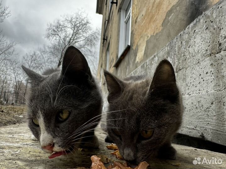 Коты и кошки