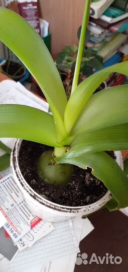 Лук индийский лечебное растение