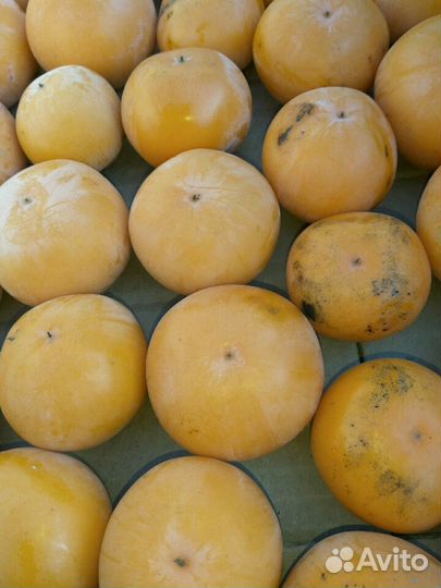 Хурма зимостойкая