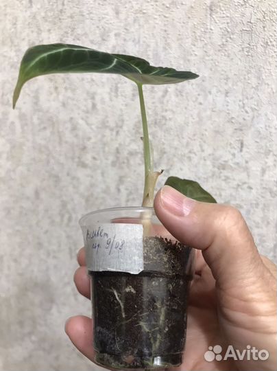 Алоказия Блек Вельвет