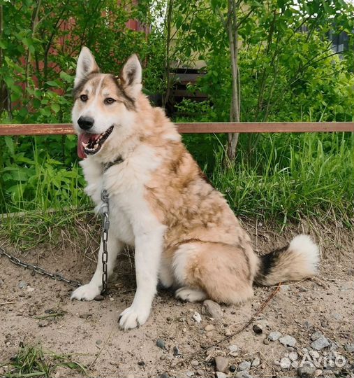 Собака в добрые руки