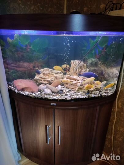 Аквариум угловой с тумбой Juwel