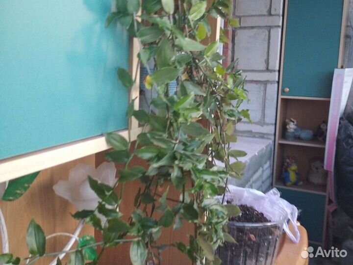 Комнатные растения