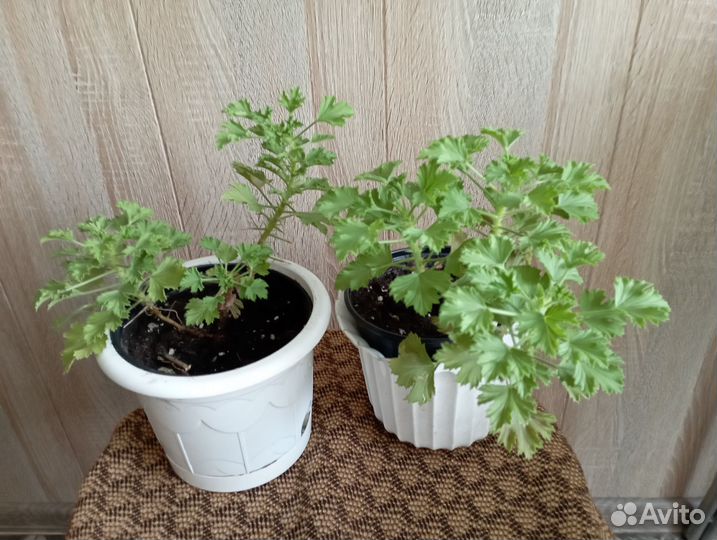 Пеларгония герань