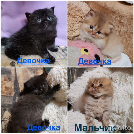 Британские котята