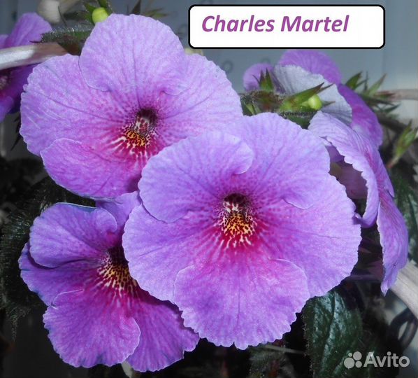 Ризомы ахименесов