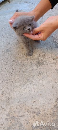Котёнок девочка британка
