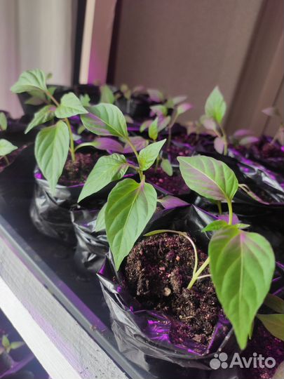 Перец сладкий и острый. Рассада в наличии