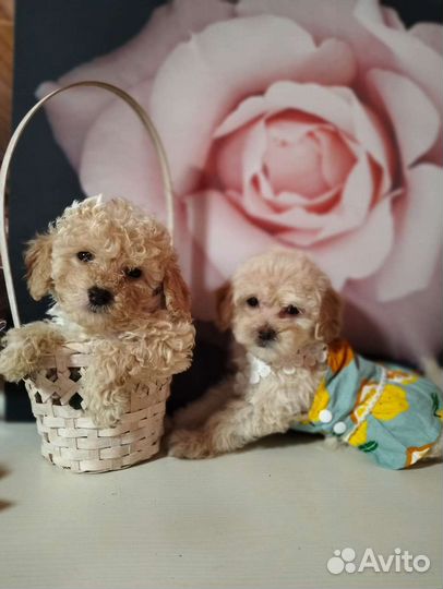 Щенки Мальтипу f1