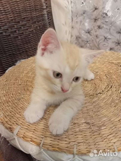 Кошки в добрые руки бесплатно