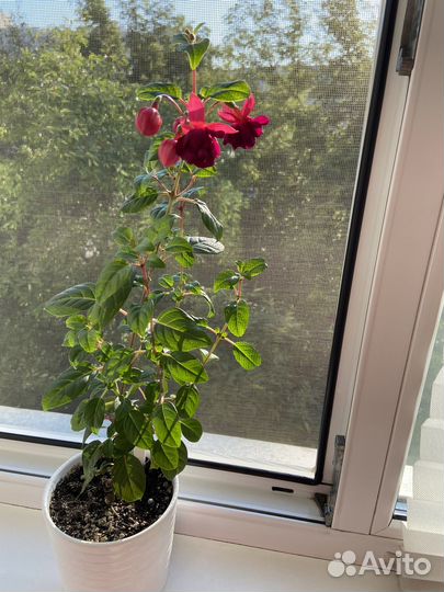 Фуксия General Monk Rot-Blau