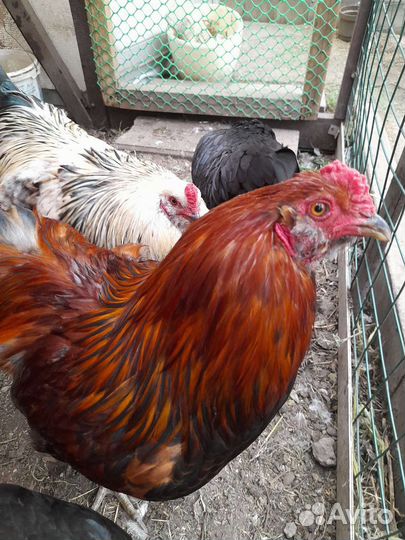 Петушки породы Маран и Амераукана