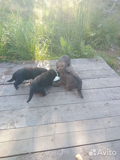 Щенки немецкой овчарки в добрые руки