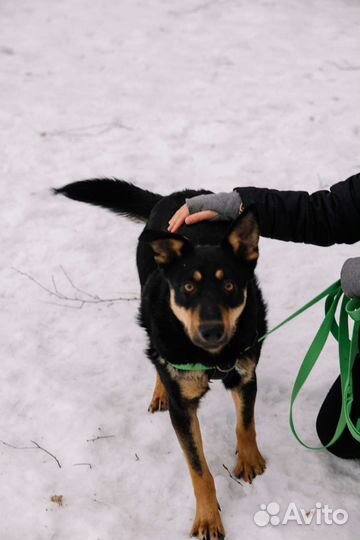 Молодой пёс из приюта ждёт семью