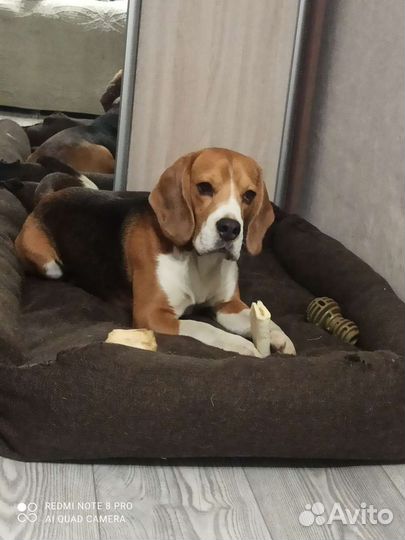 Мальчик Бигль 2.5 года