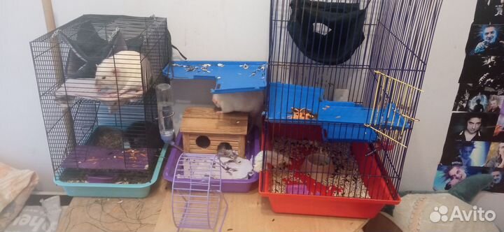 Декоративная крыса