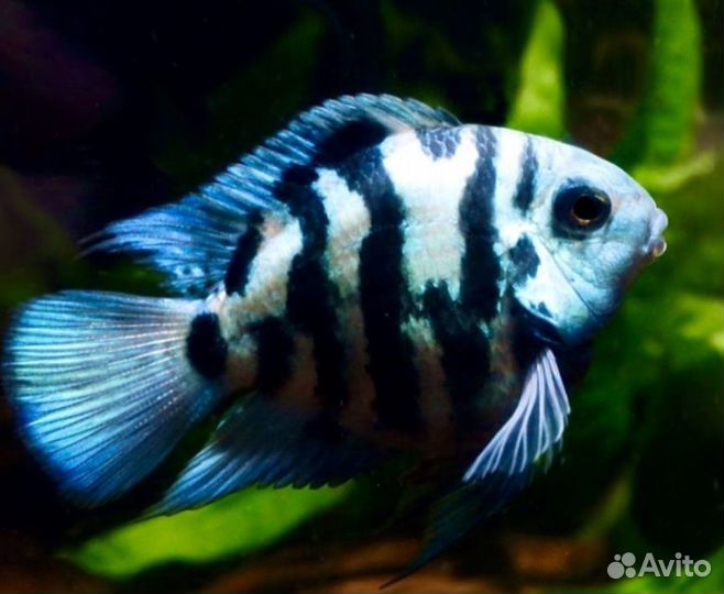 Рыбки попугаи