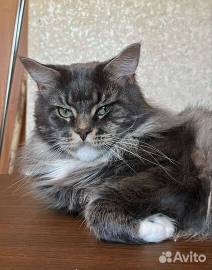 Кот мейн-кун вязка