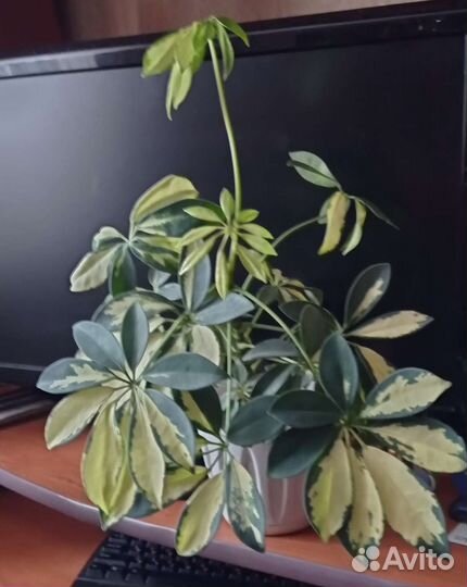 Шефлера Жанин вариегатная и Шефлера зелёная