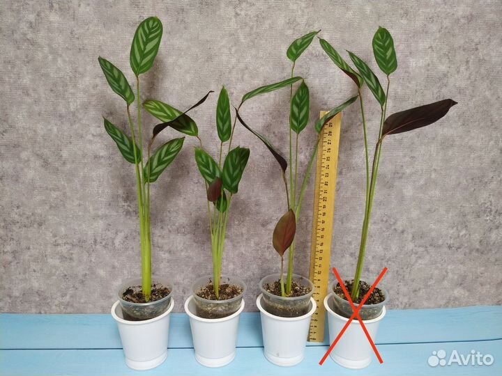 Ктенанта - Оппенгейма