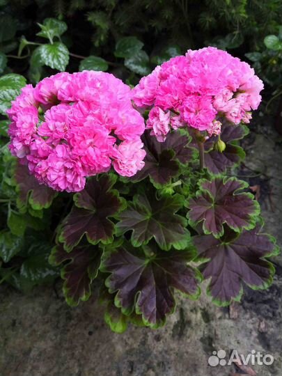 Красивоцветущие пеларгонии (герани)