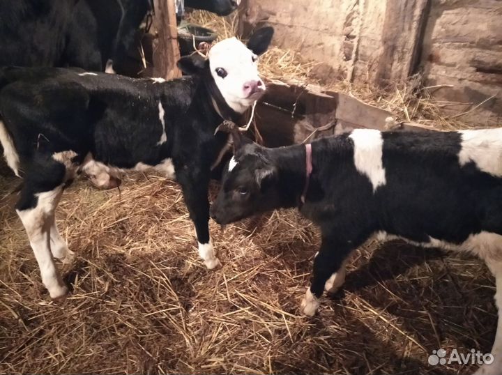 Корова, бычок