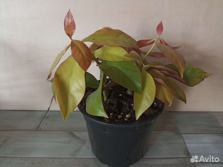 Перексия- листовой кактус