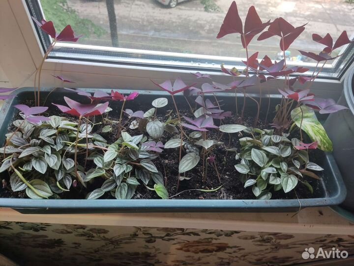 Пеперомия цена за все